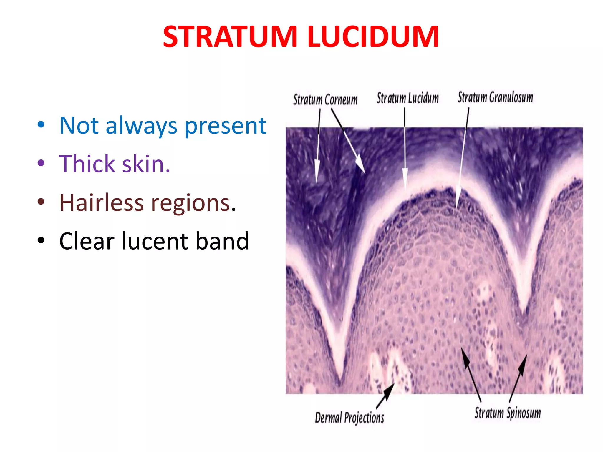 histology of skin ppt | PDF