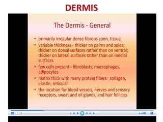 histology of skin ppt | PDF