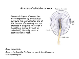 Pacinian Capsule histology of skin ppt | PDF
