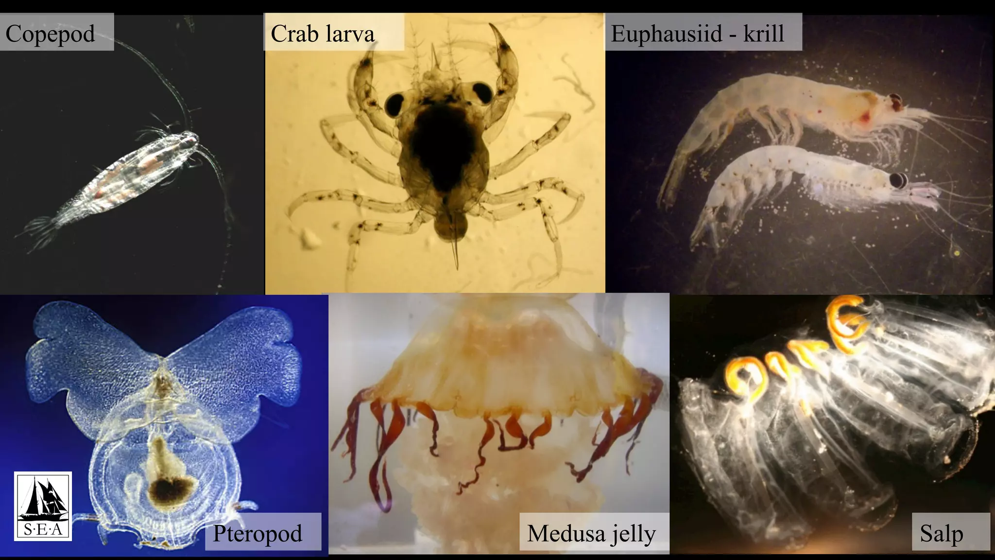 Copepod Crab larva Euphausiid - krill
Pteropod Medusa jelly Salp
 