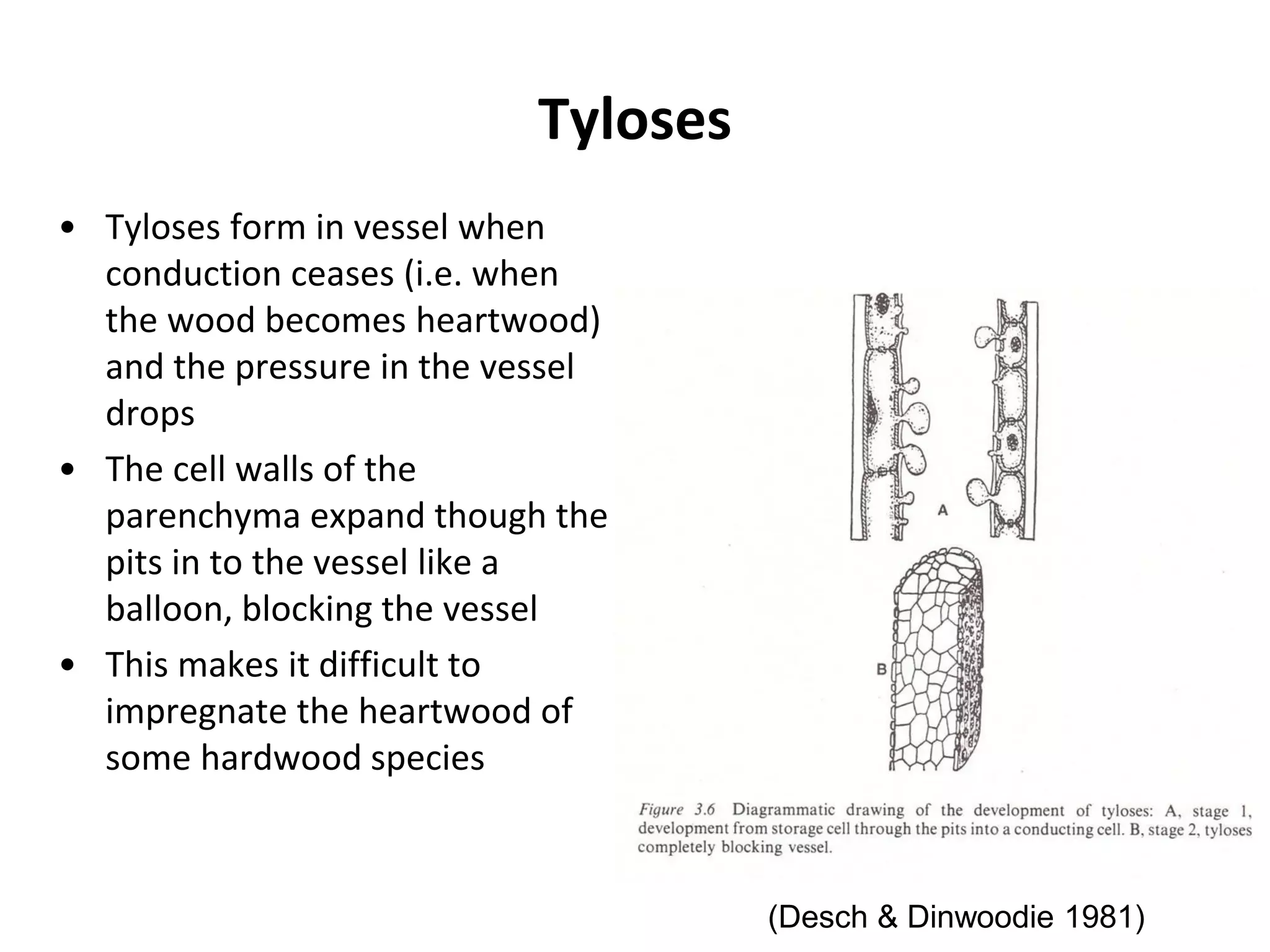 Wood anatomy and structure , wood and its products | PDF