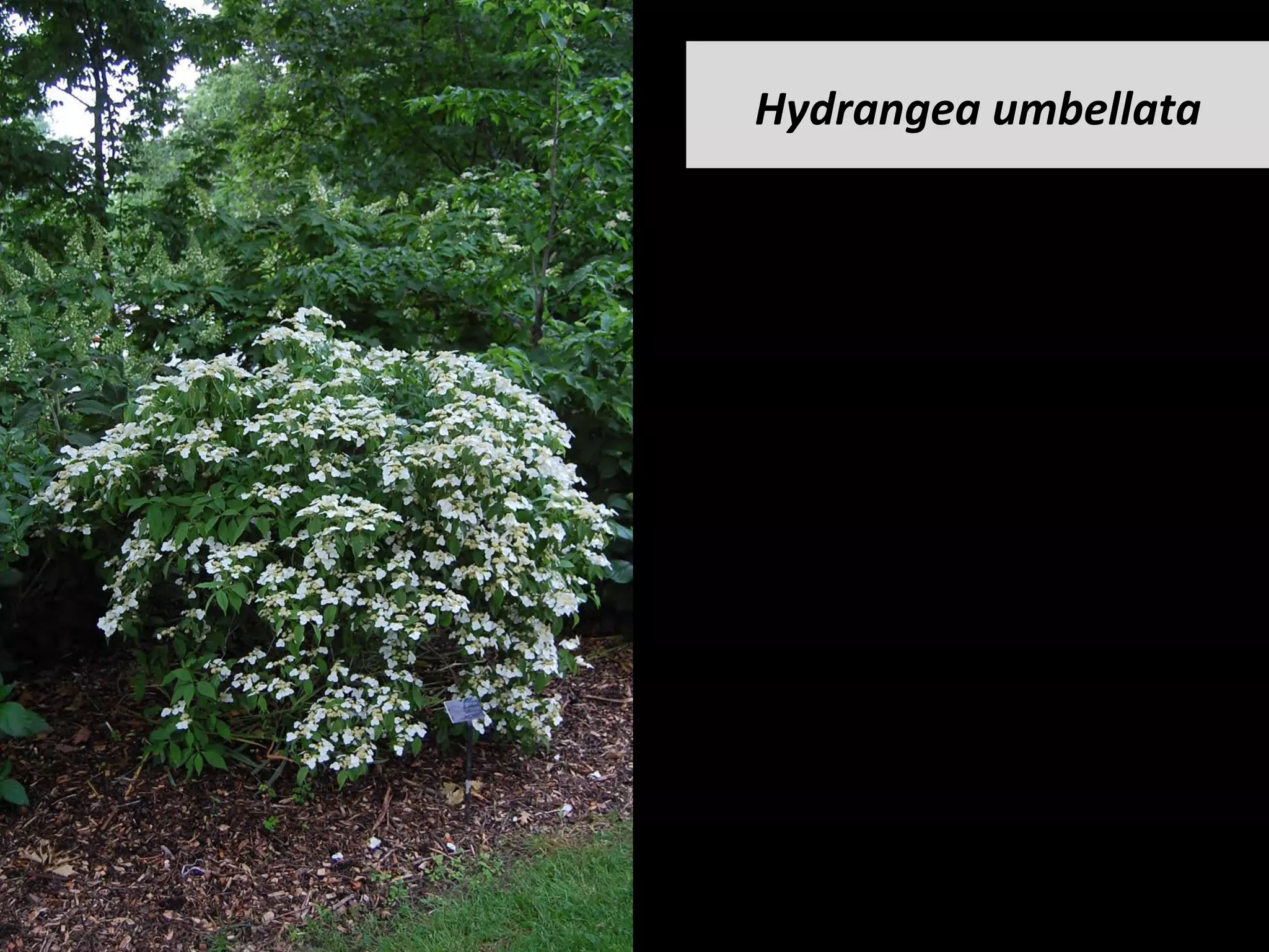 Hydrangea	umbellata	
 