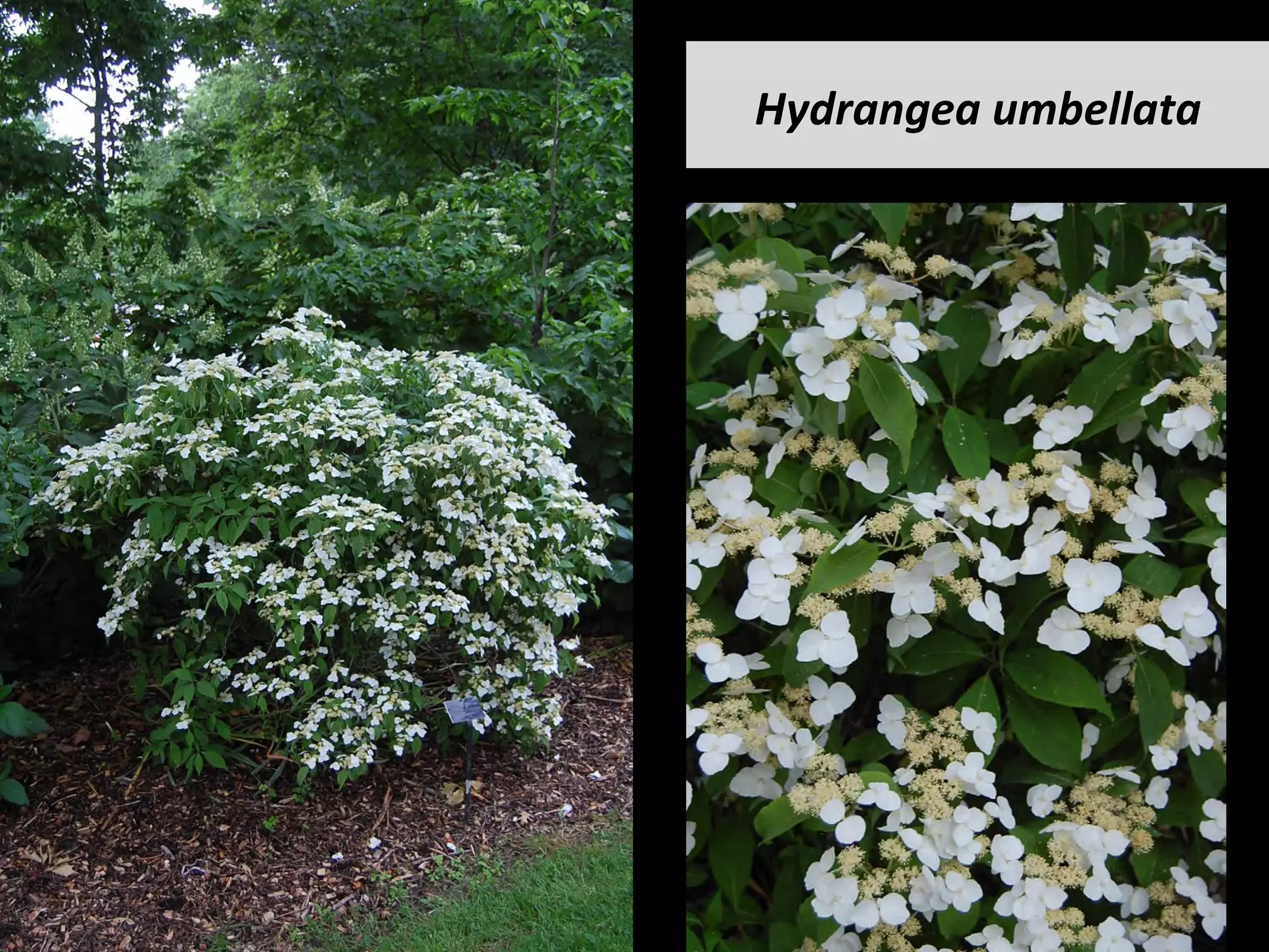 Hydrangea	umbellata	
 