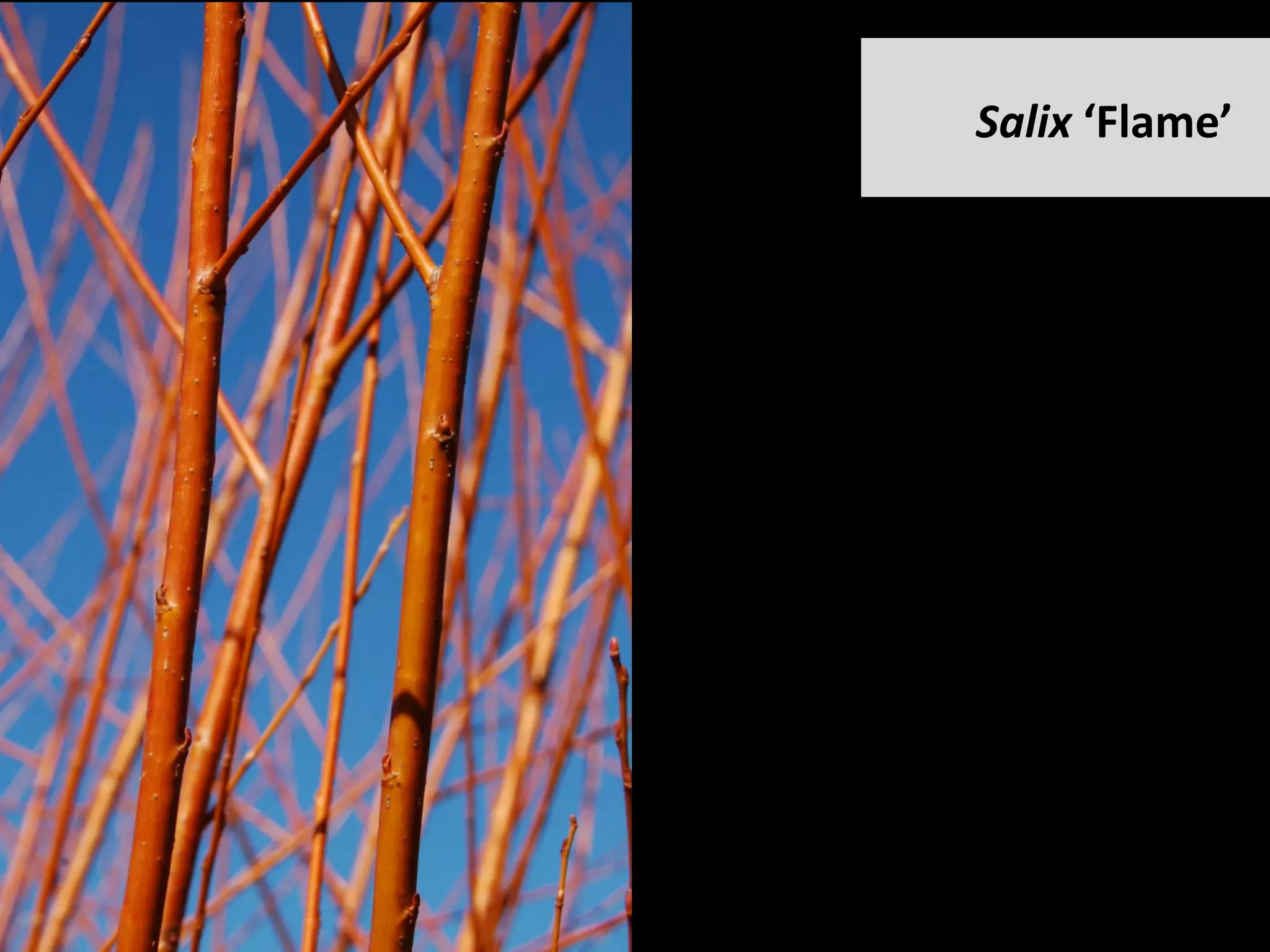 Salix	‘Flame’		
 