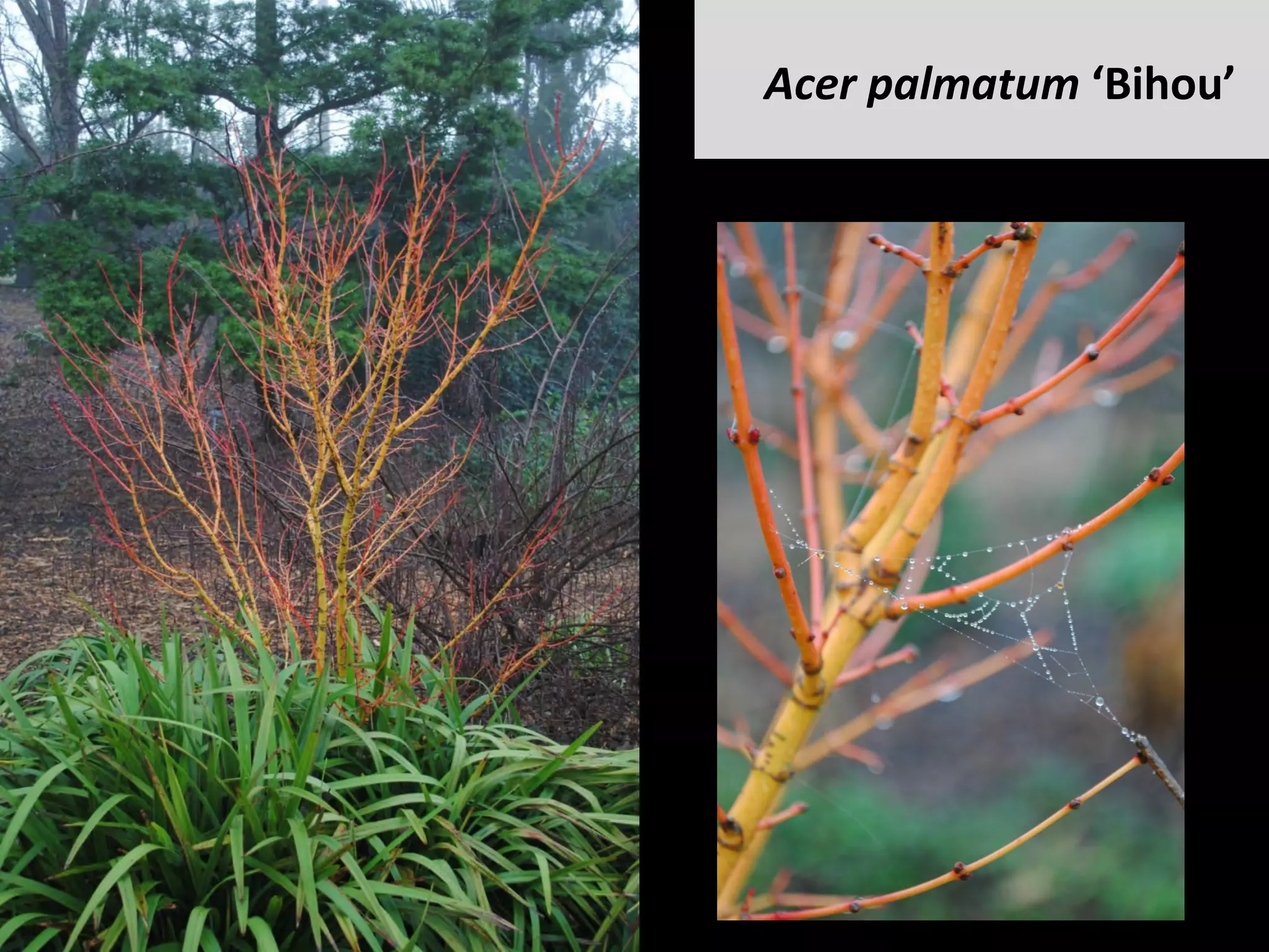 Acer	palmatum	‘Bihou’		
 