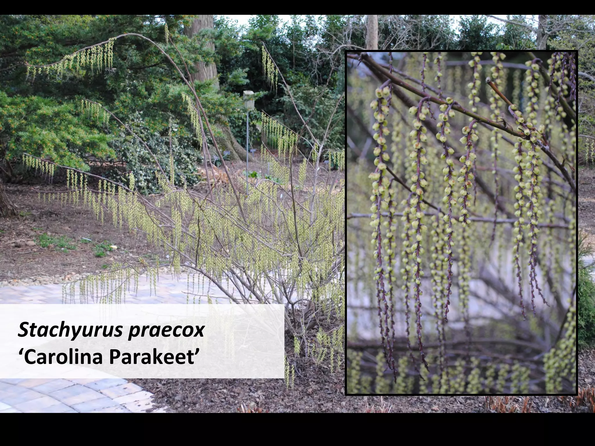 Stachyurus	praecox	
‘Carolina	Parakeet’		
 