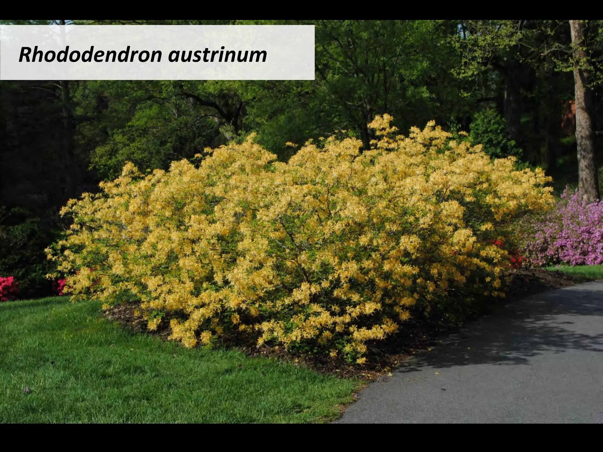Rhododendron	austrinum		
 