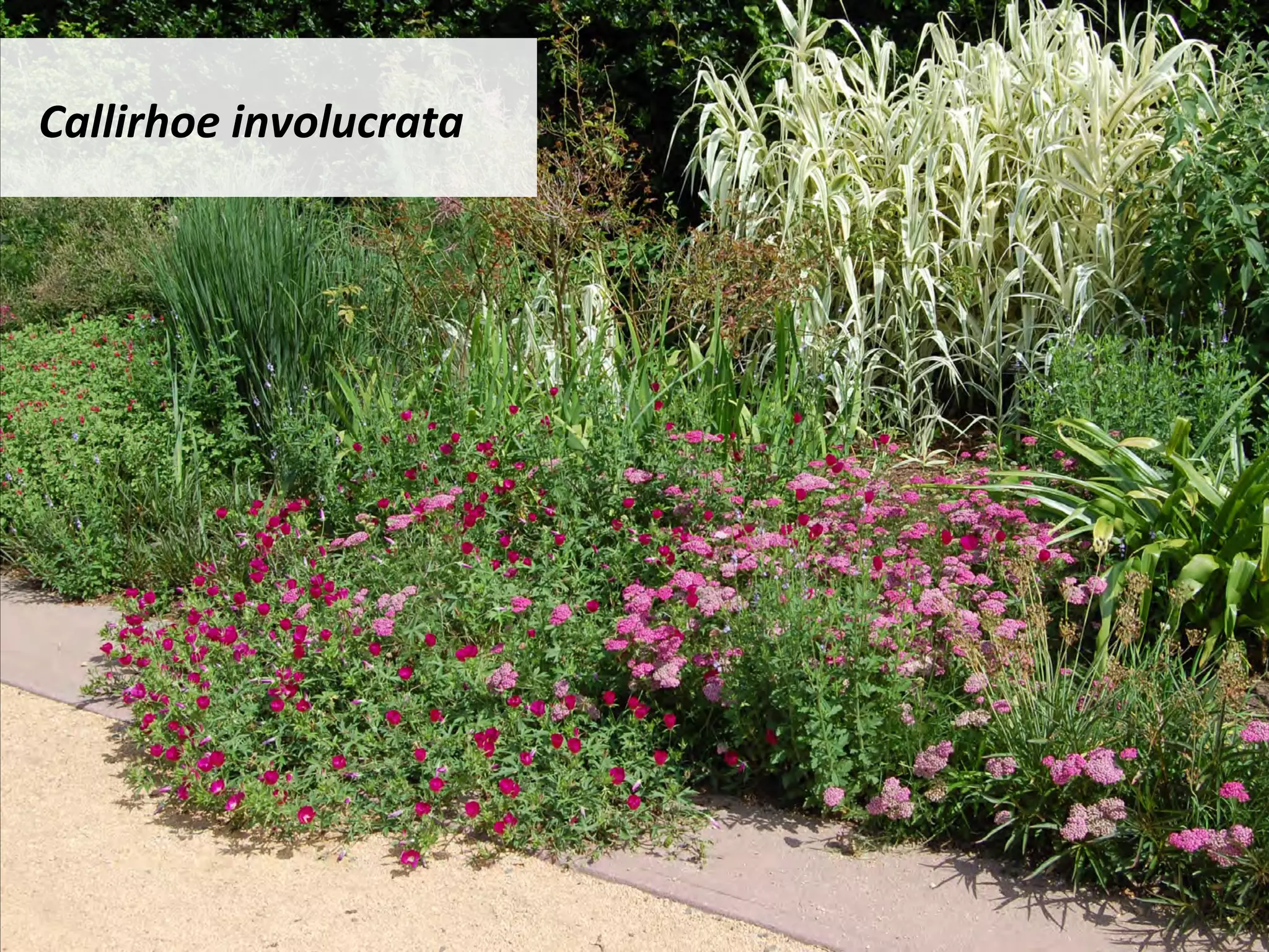 Callirhoe	involucrata	
 