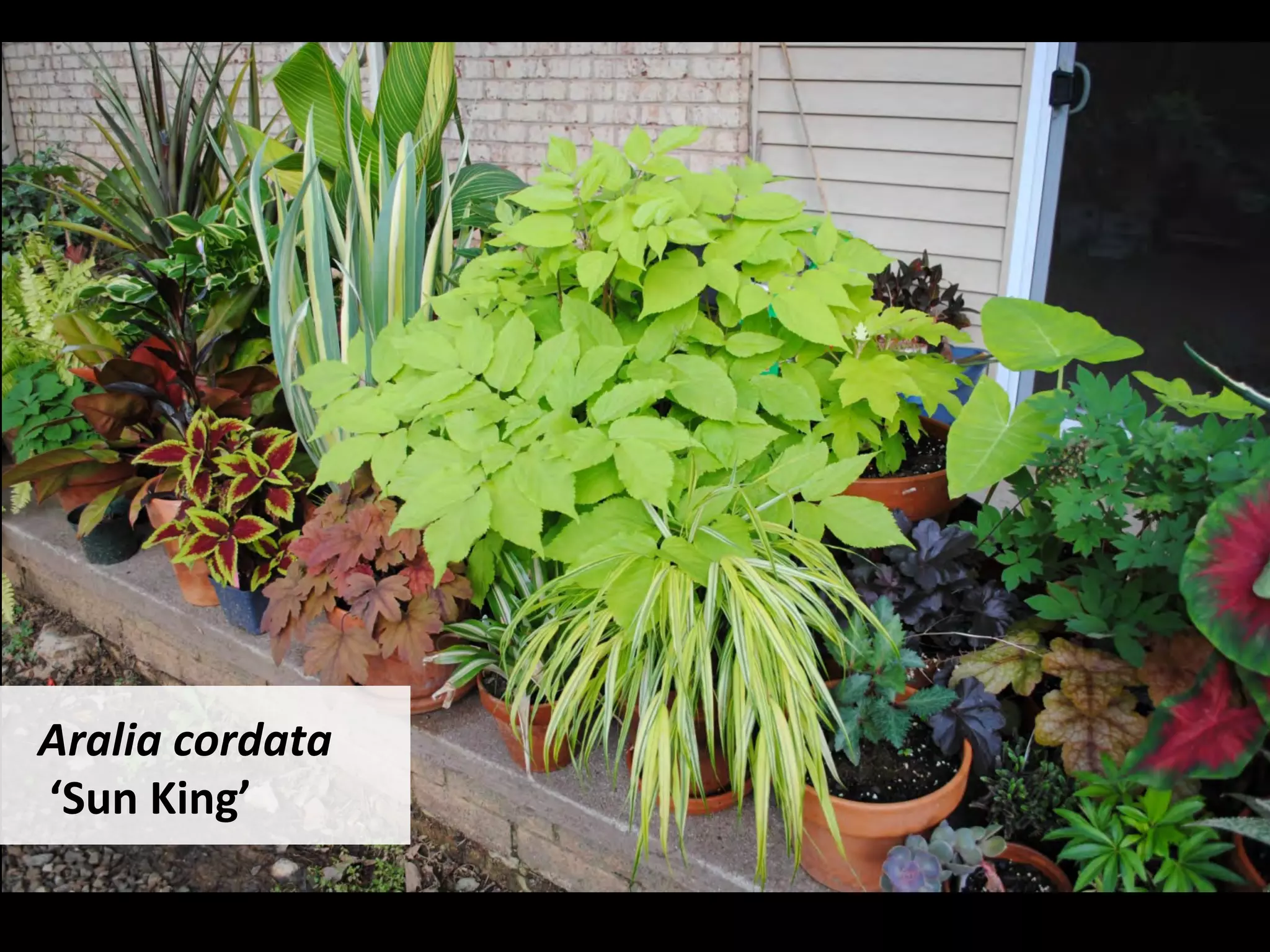 Aralia	cordata	
	‘Sun	King’	
 