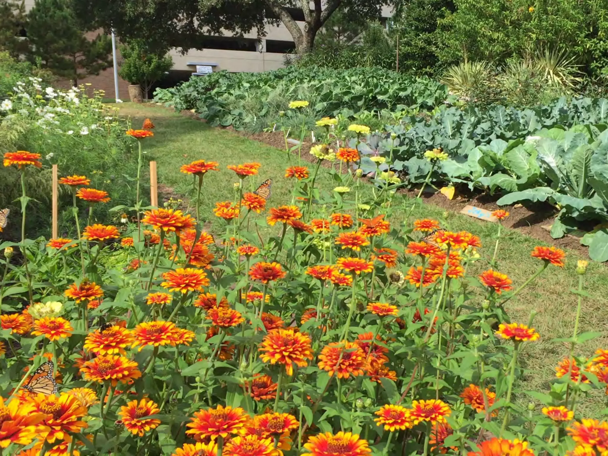 Bloomin' Hydrangeas: The Perfect Host for a Garden Soiree