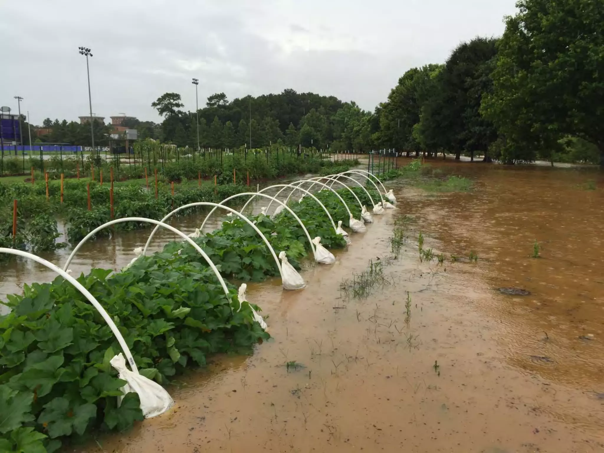 Bloomin' Hydrangeas: The Perfect Host for a Garden Soiree