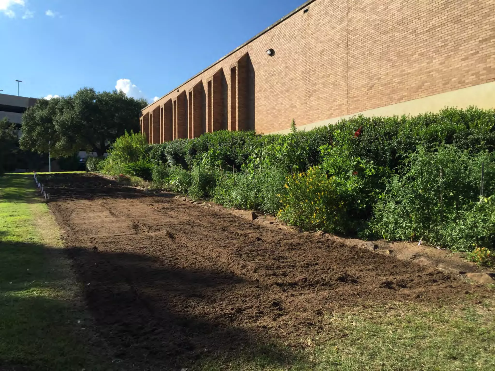 Bloomin' Hydrangeas: The Perfect Host for a Garden Soiree