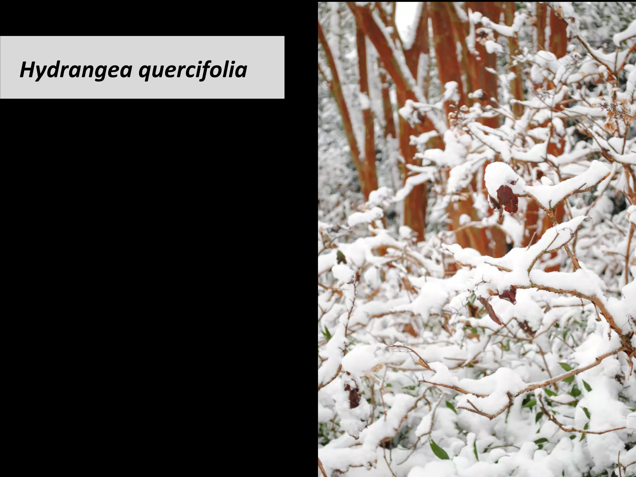 Hydrangea	quercifolia	
 