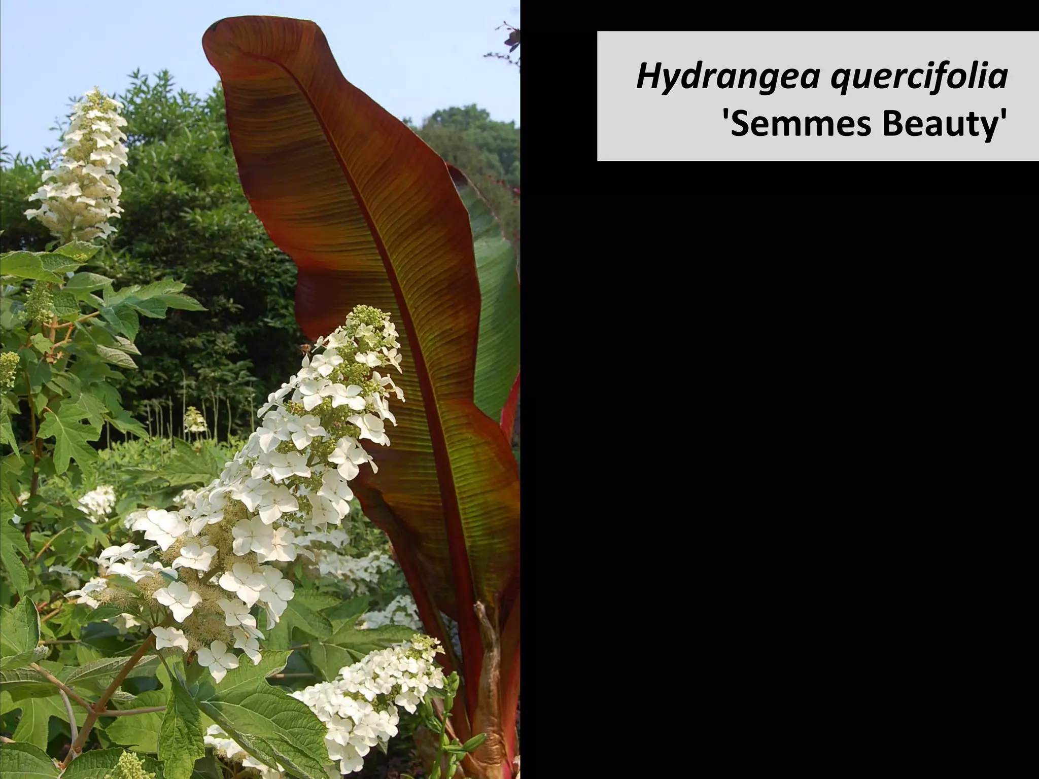 Hydrangea	quercifolia	
'Semmes	Beauty'	
 