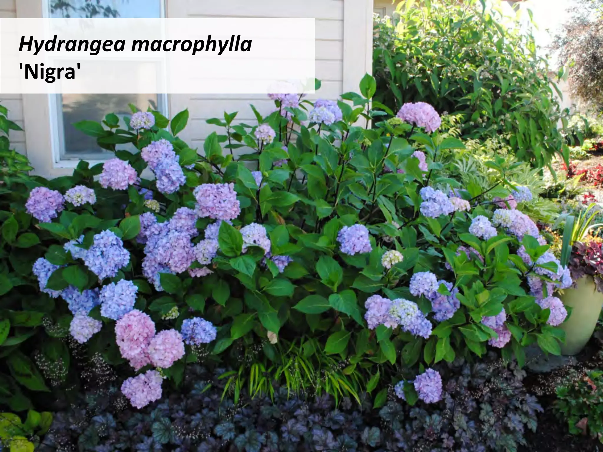 Hydrangea	macrophylla	
'Nigra'	
 