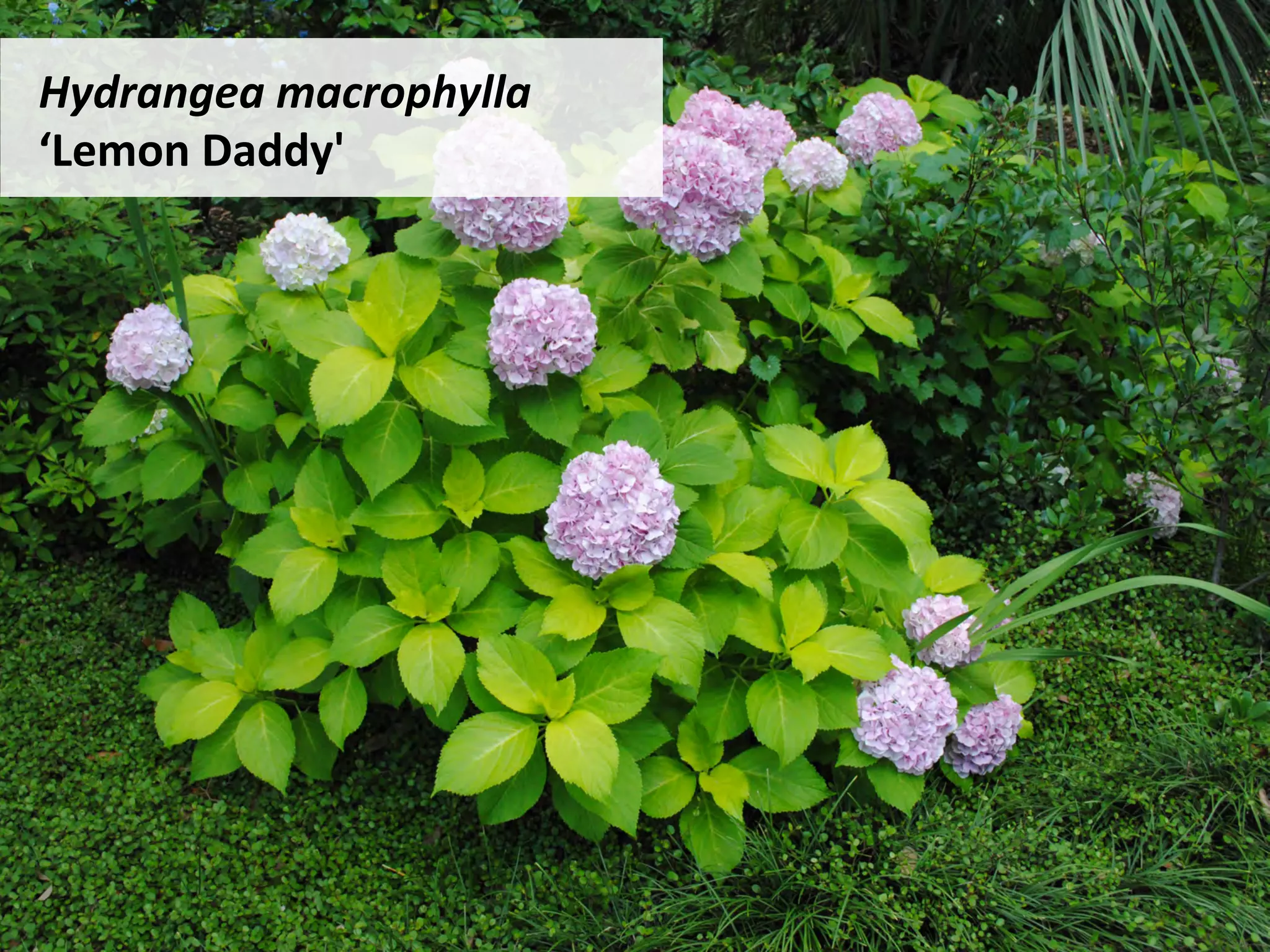 Hydrangea	macrophylla	
‘Lemon	Daddy'	
 