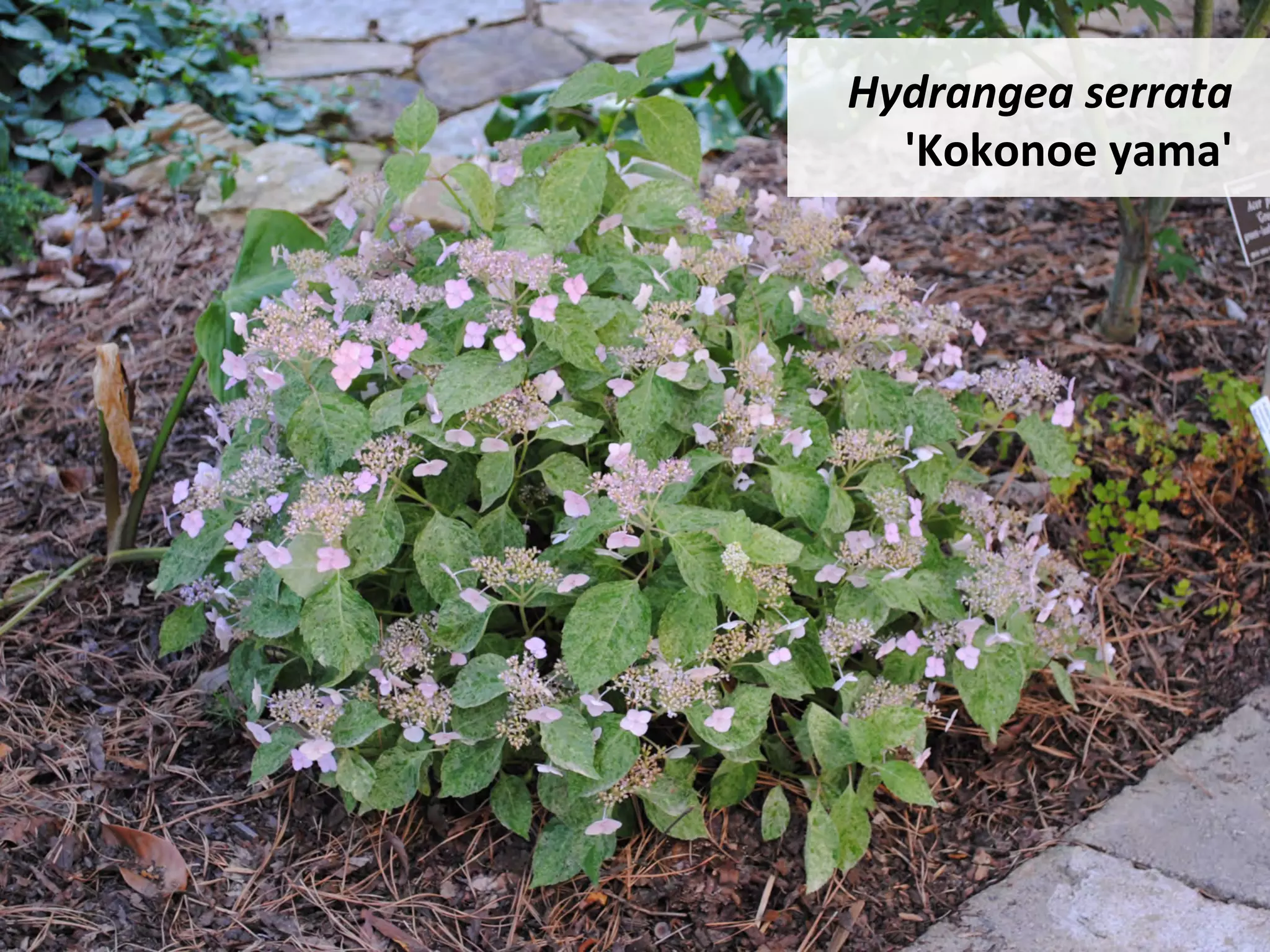 Hydrangea	serrata		
'Kokonoe	yama'	
 