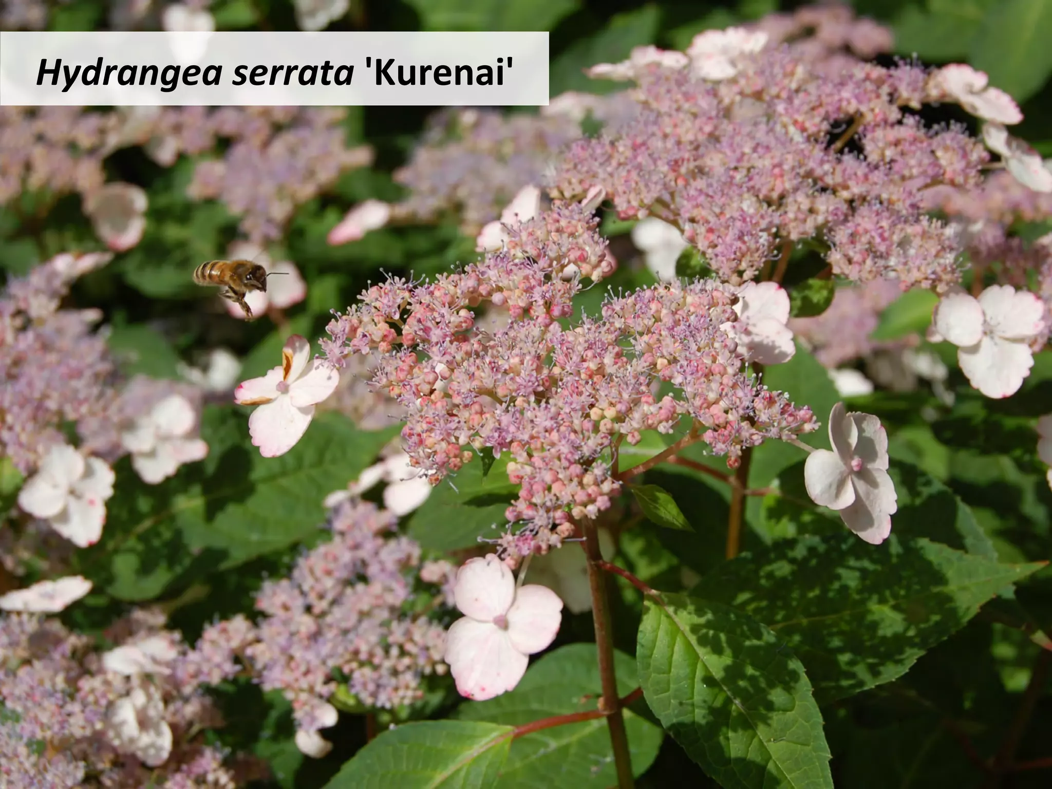 Hydrangea	serrata	'Kurenai'	
 