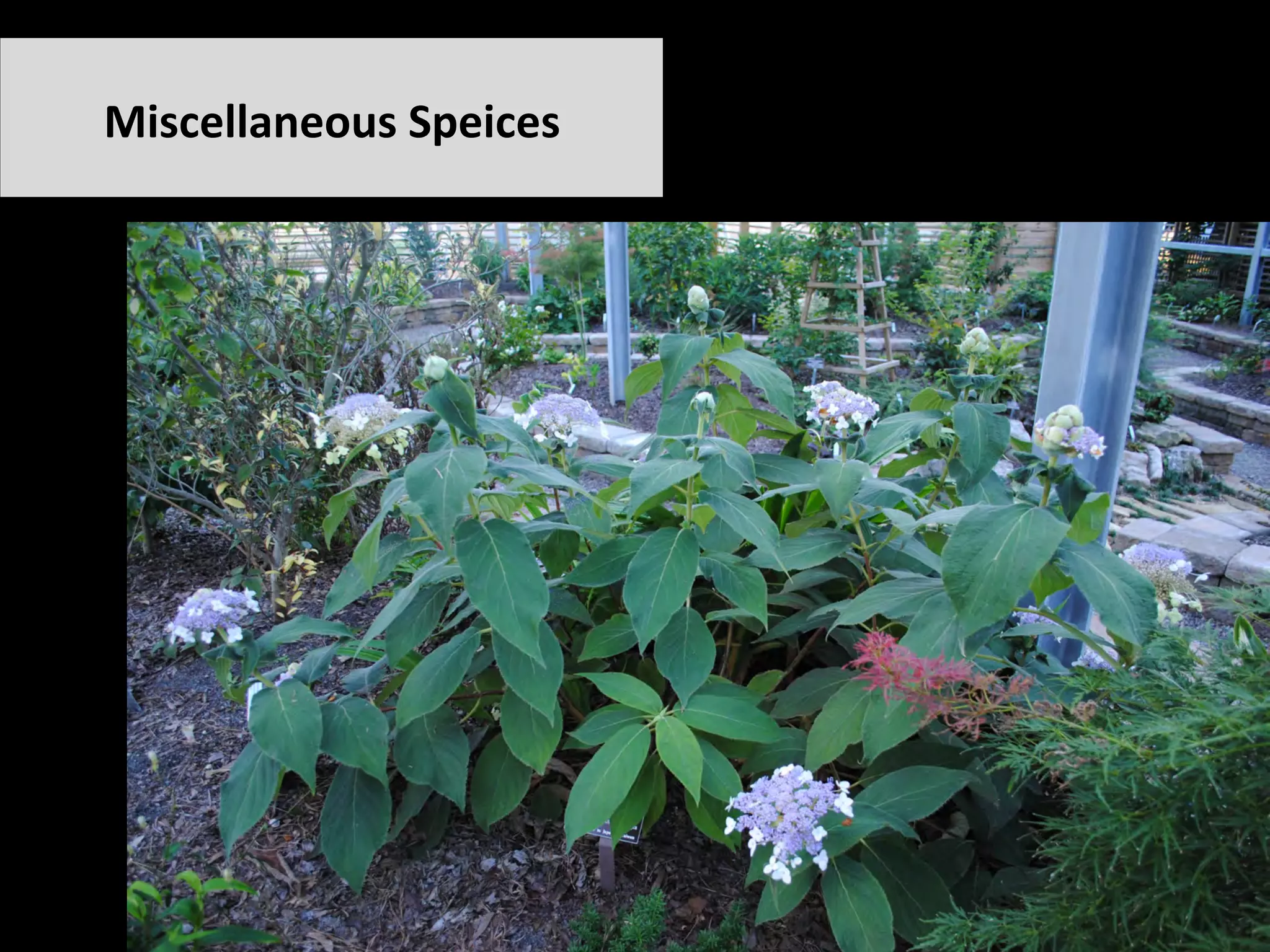 Miscellaneous	Speices	
 