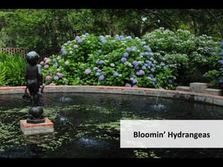Bloomin’	Hydrangeas		
 
