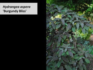 Hydrangea	aspera	
'Burgundy	Bliss'	
 