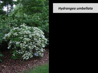 Hydrangea	umbellata	
 