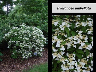 Hydrangea	umbellata	
 