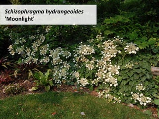 Schizophragma	hydrangeoides	
'Moonlight'		
 