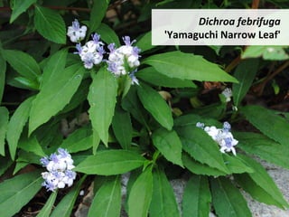 Dichroa	febrifuga	
'Yamaguchi	Narrow	Leaf'	
 