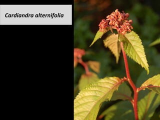 Cardiandra	alternifolia	
 