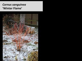 Cornus	sanguinea		
‘Winter	Flame’		
 