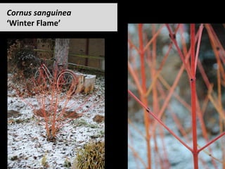 Cornus	sanguinea		
‘Winter	Flame’		
 