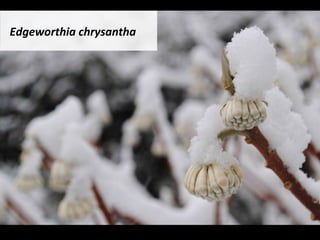 Edgeworthia	chrysantha		
 