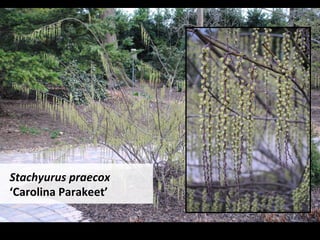 Stachyurus	praecox	
‘Carolina	Parakeet’		
 