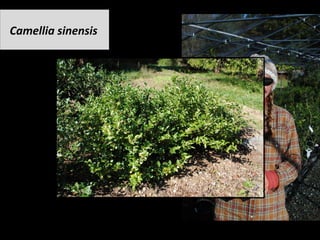 Camellia	sinensis		
 