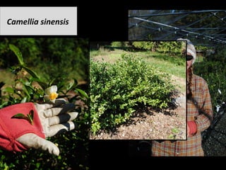 Camellia	sinensis		
 