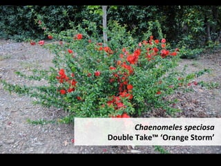 Chaenomeles	speciosa	
	Double	Take™	‘Orange	Storm’		
 