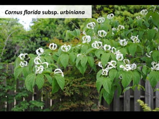 Cornus	ﬂorida	subsp.	urbiniana		
 