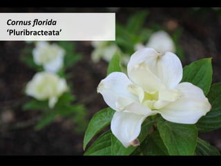 Cornus	ﬂorida	
‘Pluribracteata’	
 
