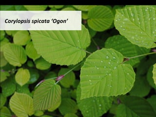 Corylopsis	spicata	‘Ogon’		
 