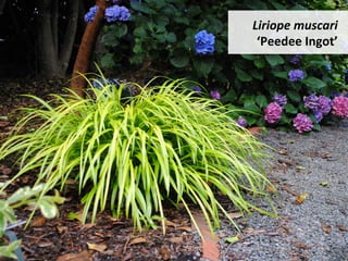 Liriope	muscari	
‘Peedee	Ingot’	
 