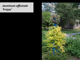 Jasminum	oﬃcinale		
‘Frojas’	
•  (jasmine)	
 