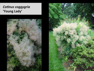 CoHnus	coggygria		
‘Young	Lady’		
 