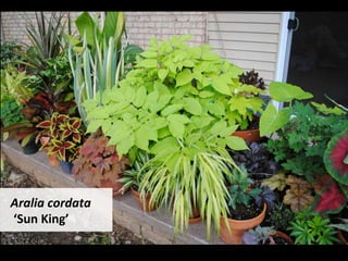 Aralia	cordata	
	‘Sun	King’	
 
