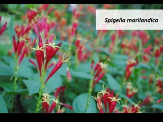 Spigelia	marilandica	
 