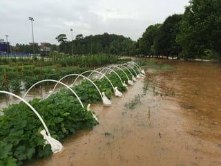 Bloomin' Hydrangeas: The Perfect Host for a Garden Soiree