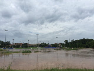 Bloomin' Hydrangeas: The Perfect Host for a Garden Soiree