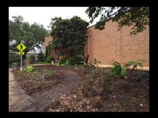 Bloomin' Hydrangeas: The Perfect Host for a Garden Soiree