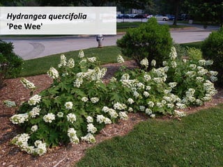 Hydrangea	quercifolia		
'Pee	Wee'	
 
