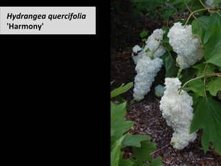 Hydrangea	quercifolia	
'Harmony'	
 